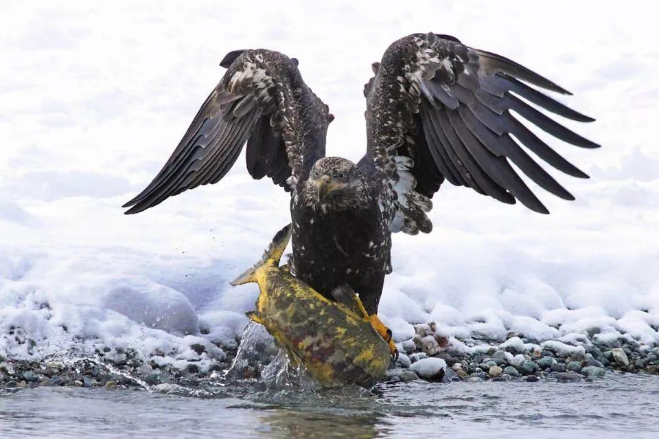 <p>Chilkoot Nehri üzerinde uçan bir kel kartalın (Haliaeetus leucocephalus), keskin gözleriyle takibe alıp hızla avladığı somon balığını kıyıya çekiş anının kare kare saptandığı o anlar gibi...</p>
